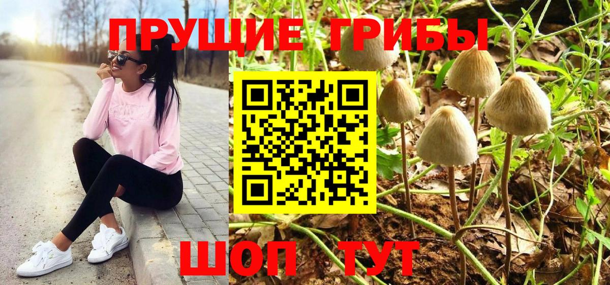 Псилоцибиновые грибы Psilocybine cubensis Кстово